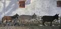 Inde2008-137